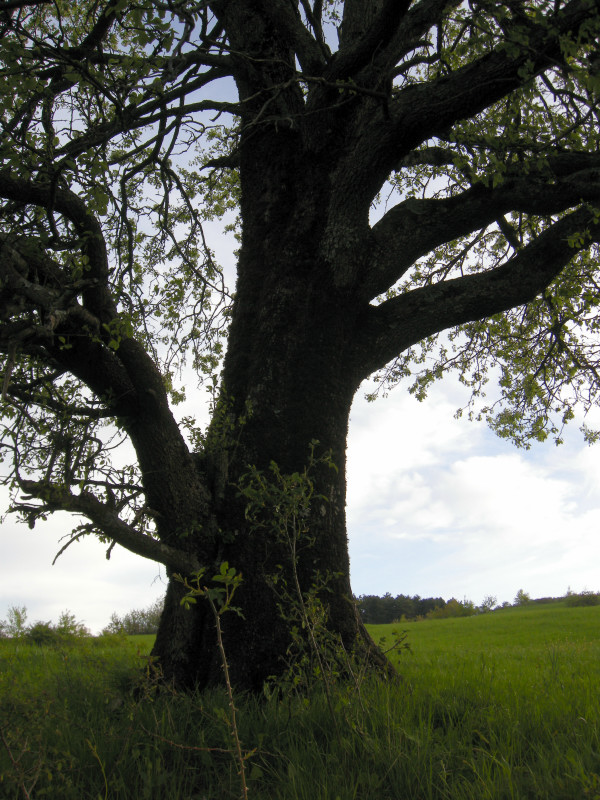 Peri selvatici - Pyrus pyraster